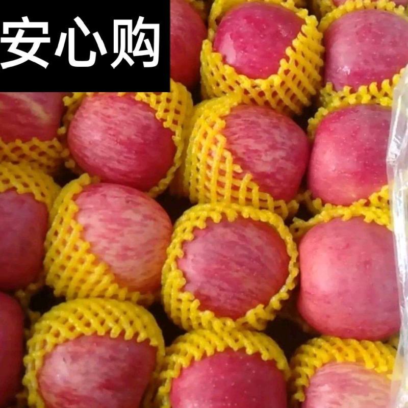 红富士苹果产地✔纸袋&膜袋&纸加膜✔规格齐全🔥诚信报价