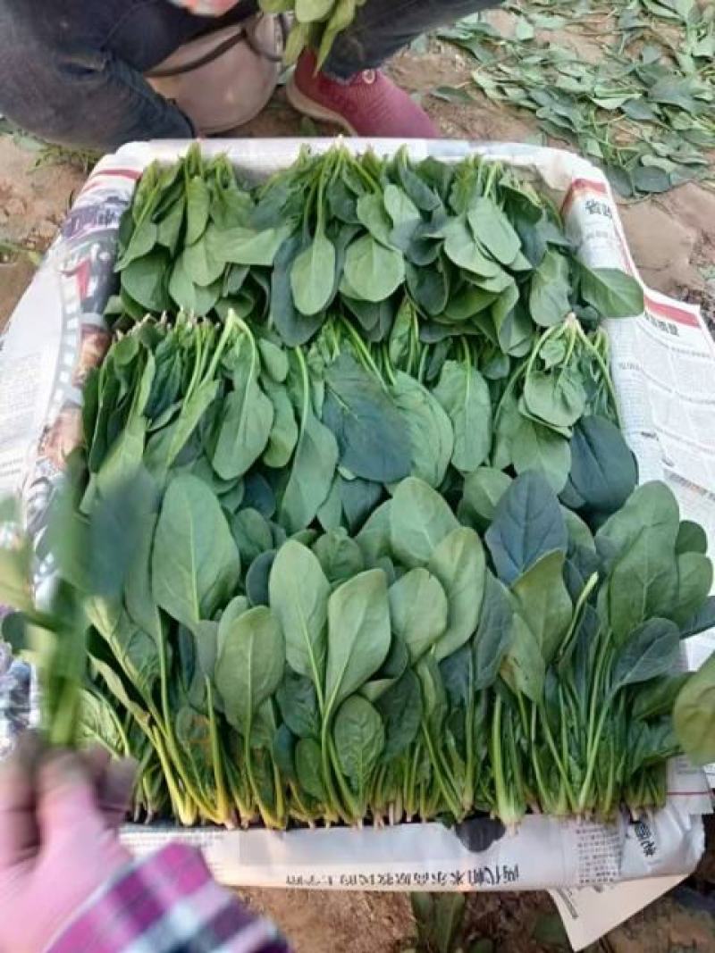 山东省单县菠菜，大量供应，大叶菠菜，小叶菠菜，代发全国，