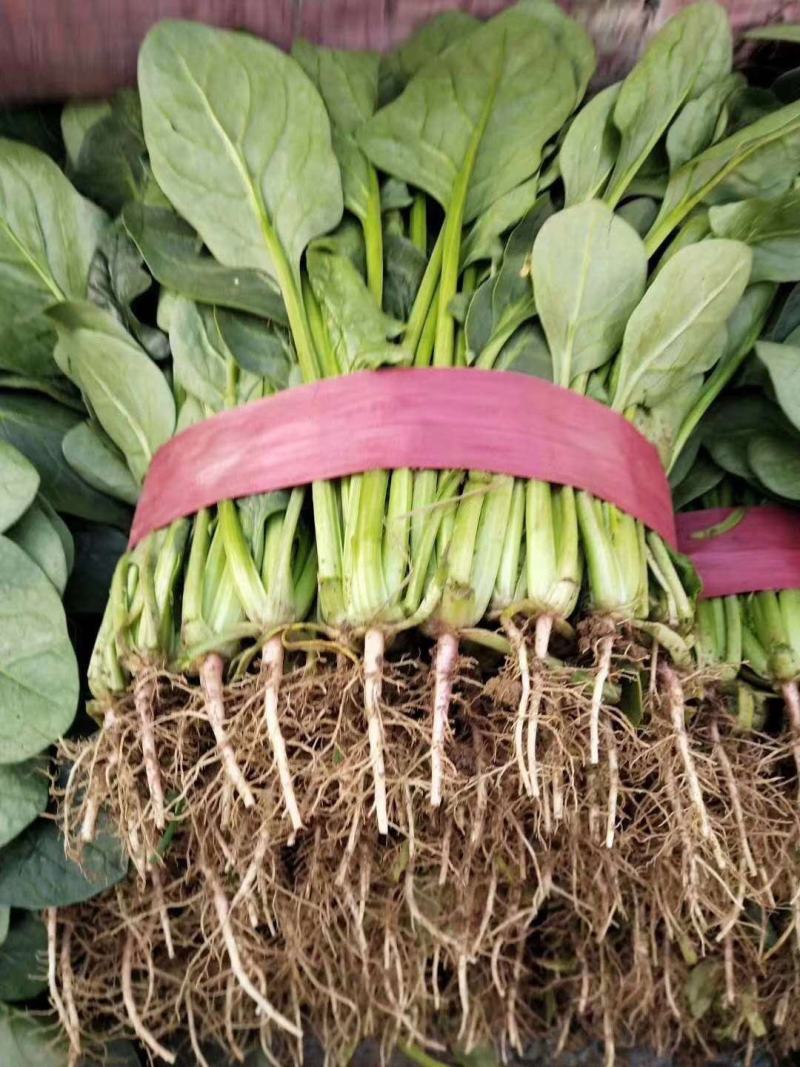 山东省单县菠菜，大量供应，大叶菠菜，小叶菠菜，代发全国，