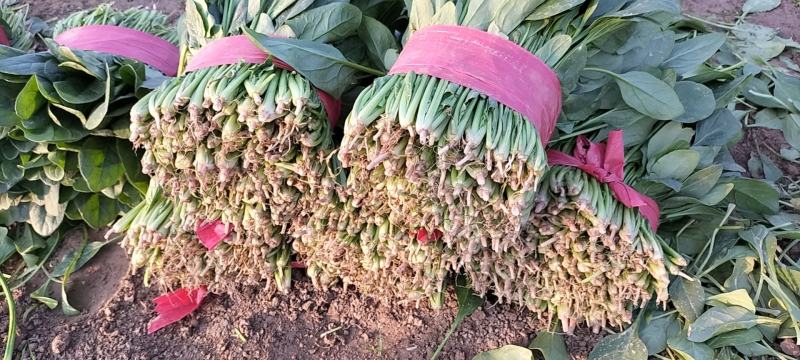 山东省单县菠菜，大量供应，大叶菠菜，小叶菠菜，代发全国，