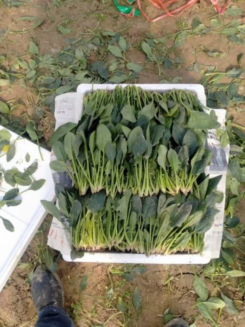 山东省单县菠菜，大量供应，大叶菠菜，小叶菠菜，代发全国，