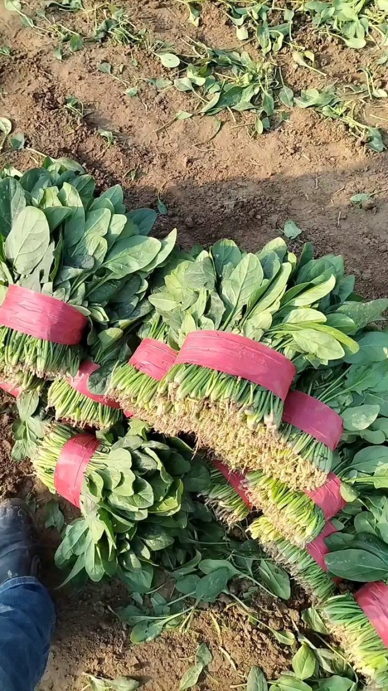 山东省单县菠菜，大量供应，大叶菠菜，小叶菠菜，代发全国，