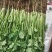 山东省单县菠菜，大量供应，大叶菠菜，小叶菠菜，代发全国，