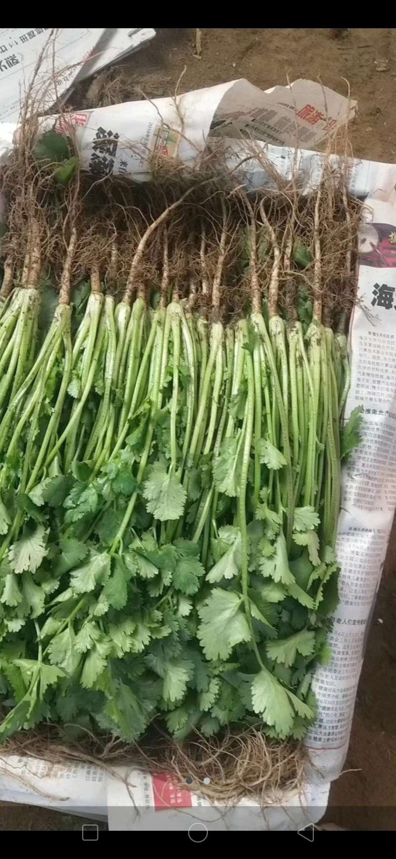 山东省单县菠菜，大量供应，大叶菠菜，小叶菠菜，代发全国，