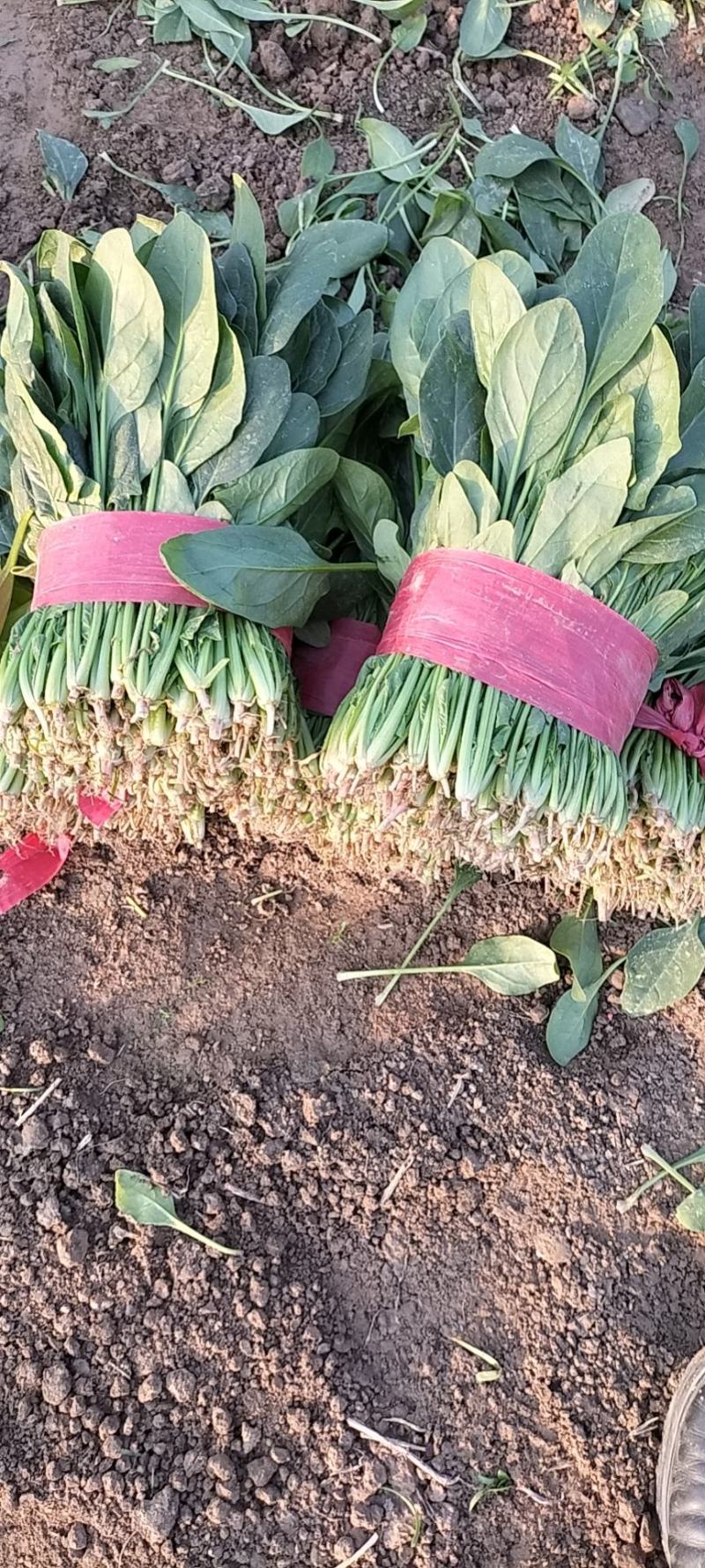 山东省单县菠菜，大量供应，大叶菠菜，小叶菠菜，代发全国，