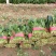 山东省单县菠菜，大量供应，大叶菠菜，小叶菠菜，代发全国，