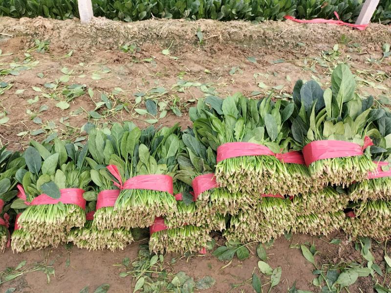山东省单县菠菜，大量供应，大叶菠菜，小叶菠菜，代发全国，