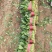 山东省单县菠菜，大量供应，大叶菠菜，小叶菠菜，代发全国，