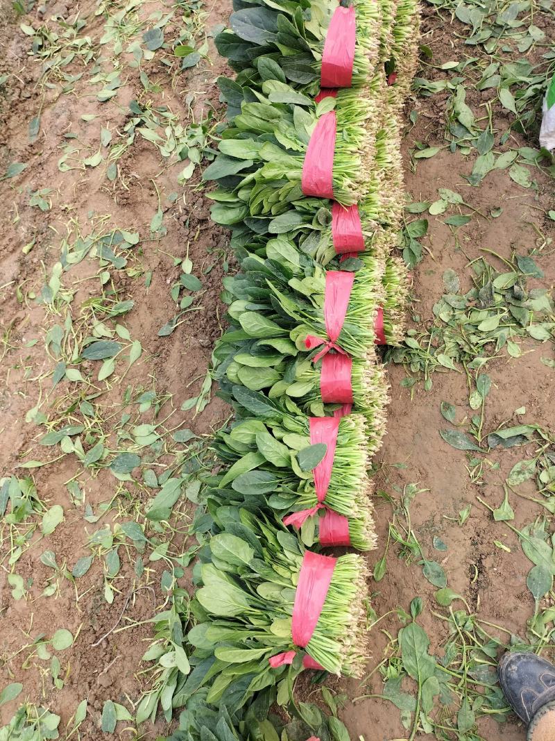 山东省单县菠菜，大量供应，大叶菠菜，小叶菠菜，代发全国，
