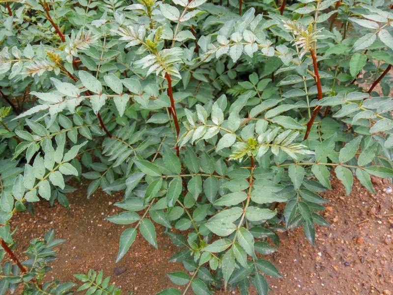 花椒树苗，大红袍花椒苗