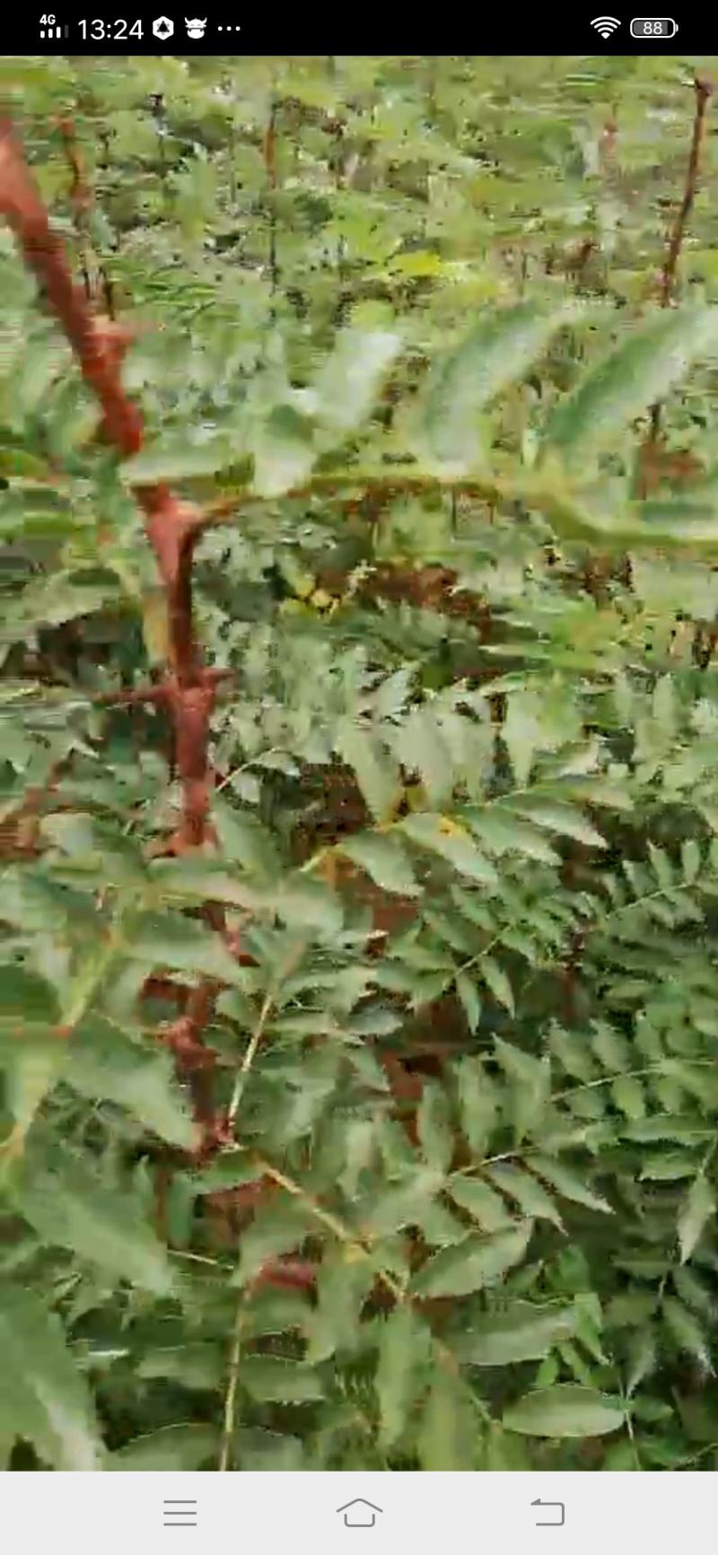 花椒树苗，大红袍花椒苗