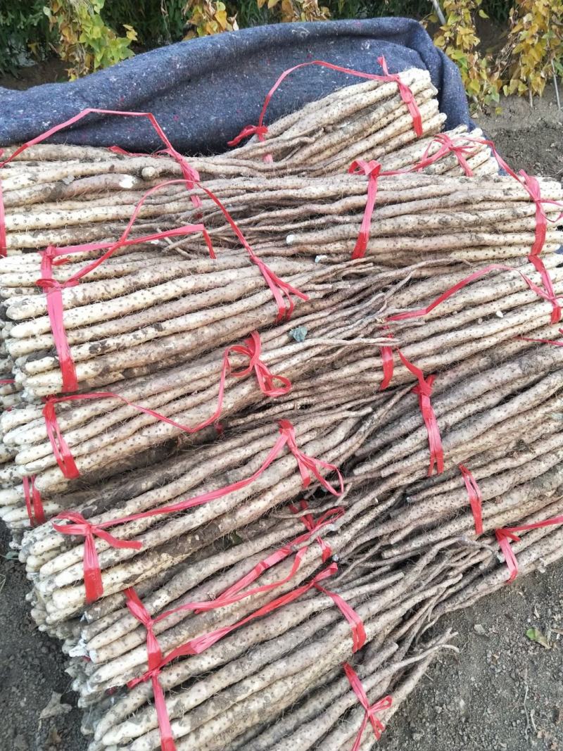 垆土地铁棍山药
