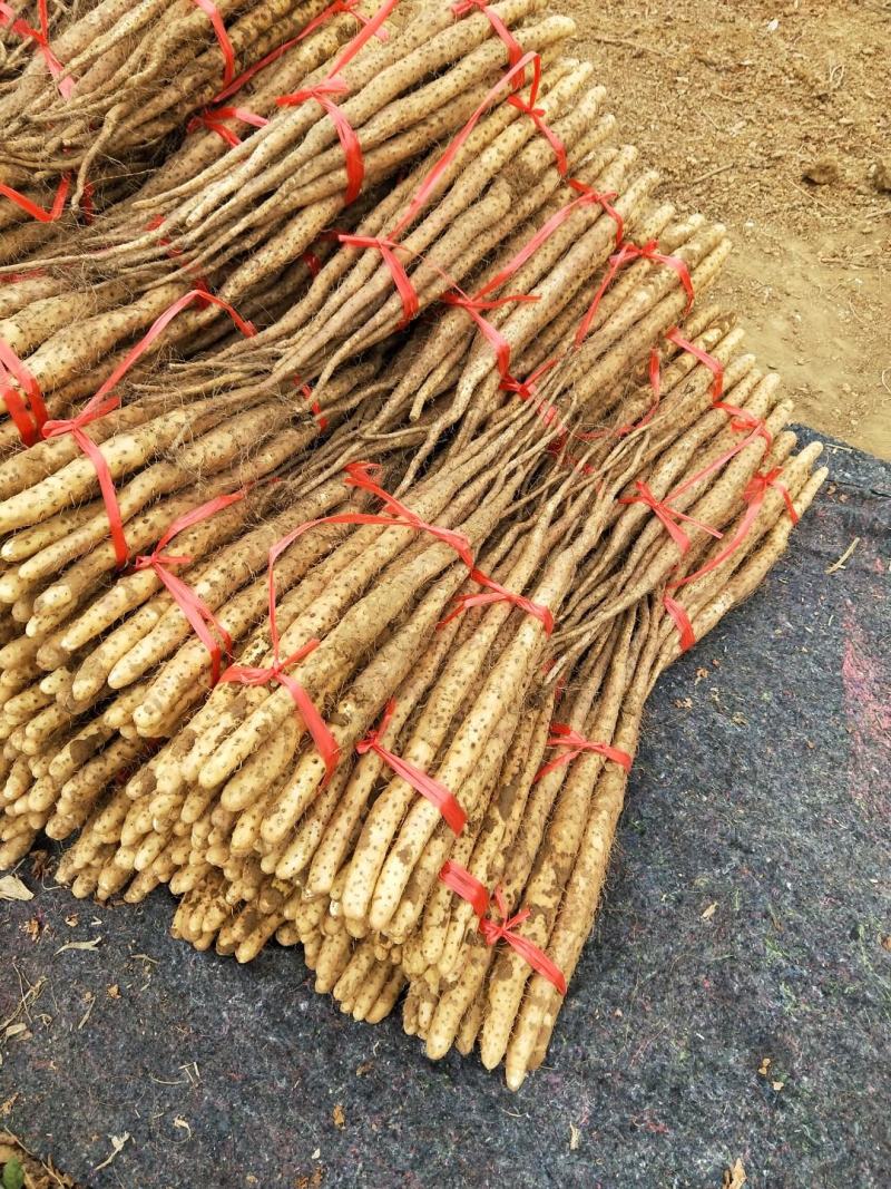 垆土地铁棍山药
