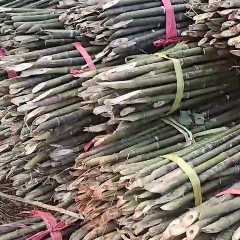 48枝装精品麻竹，可用做西红柿，黄瓜，圣女果架，冬瓜架