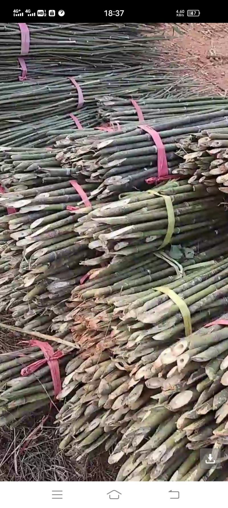 48枝装精品麻竹，可用做西红柿，黄瓜，圣女果架，冬瓜架