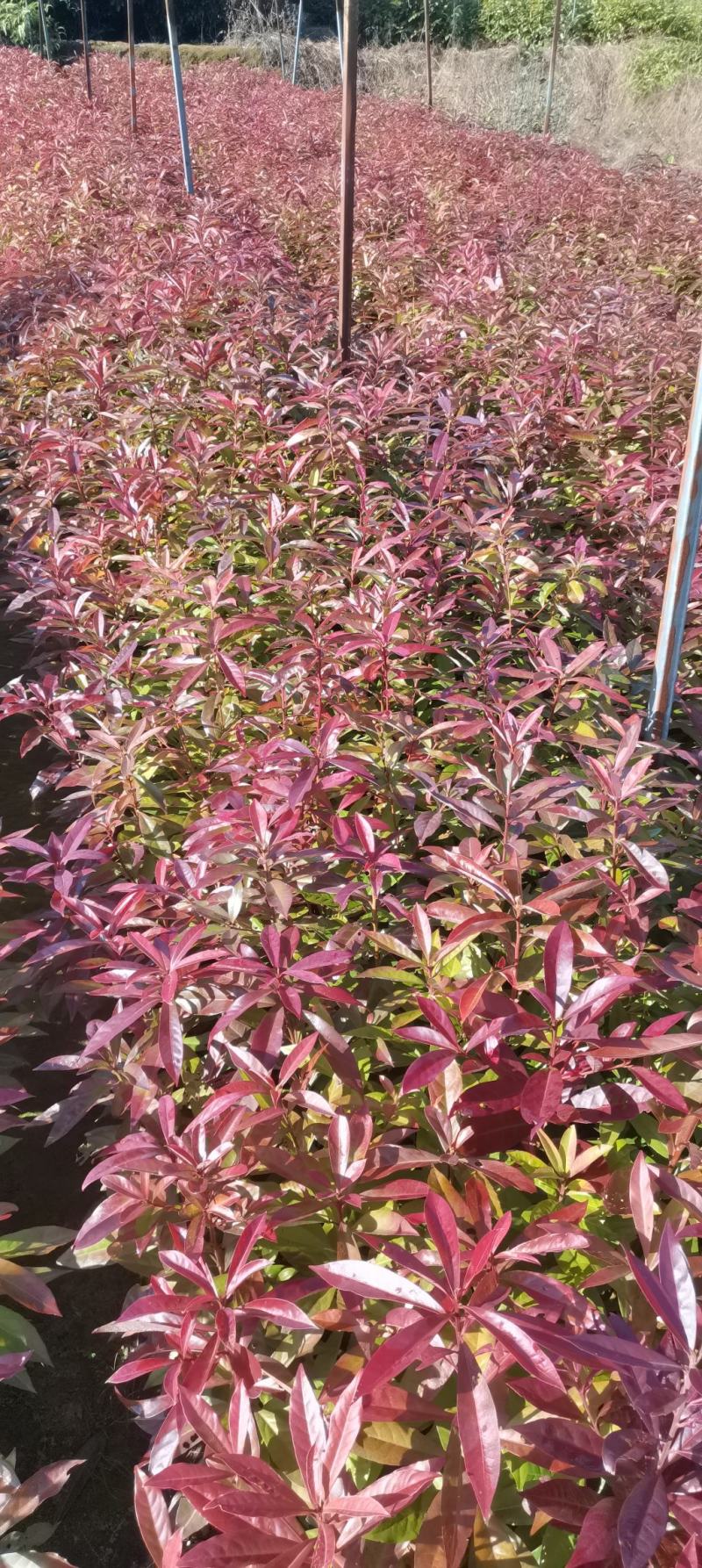 木荷杯苗，木荷造林苗，木荷裸根苗供应，2-3公分木荷