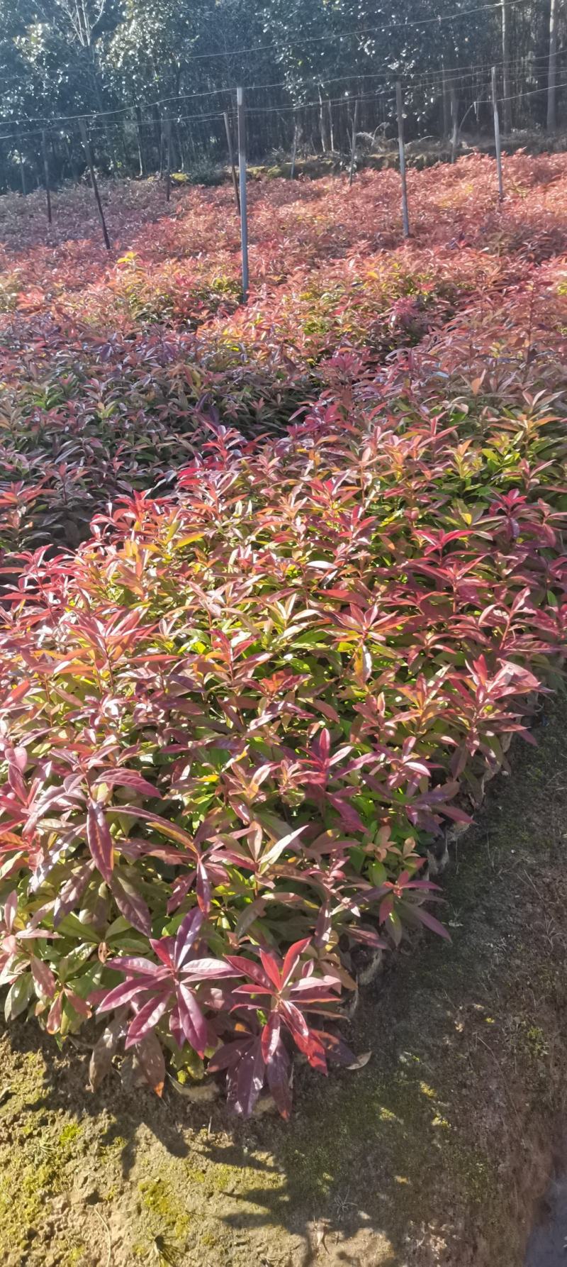 木荷杯苗，木荷造林苗，木荷裸根苗供应，2-3公分木荷