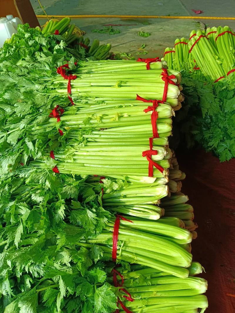 河南省县王保昌果蔬商行芹菜大量上市中