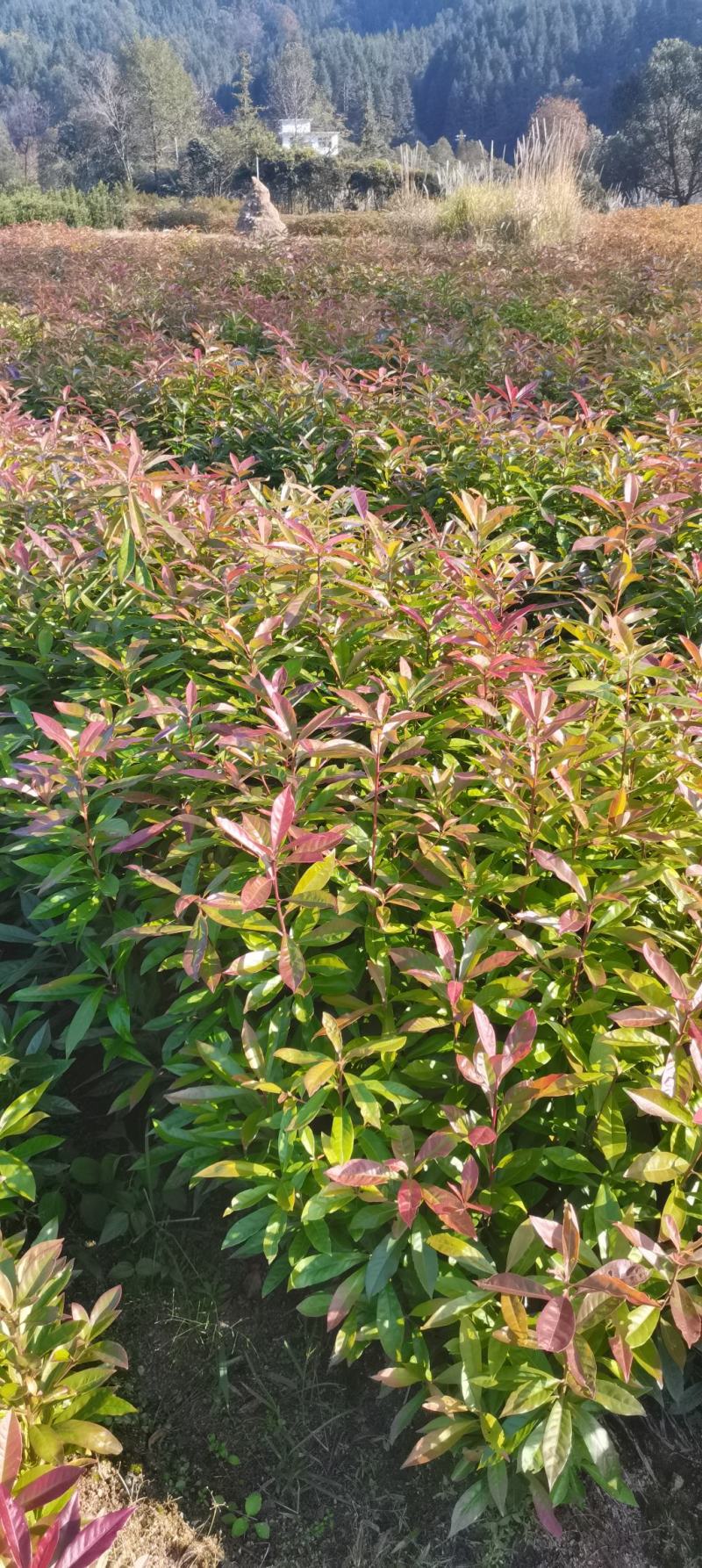 木荷小苗，防火林树，江西木荷造林苗，一级苗，自产自销