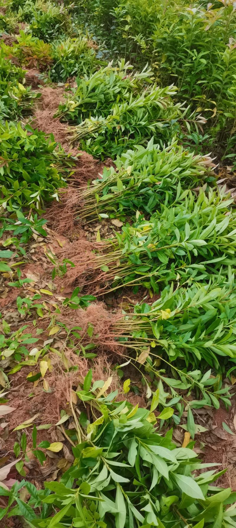 木荷小苗，防火林树，江西木荷造林苗，一级苗，自产自销