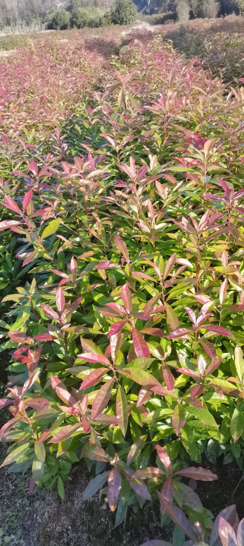 木荷小苗，防火林树，江西木荷造林苗，一级苗，自产自销