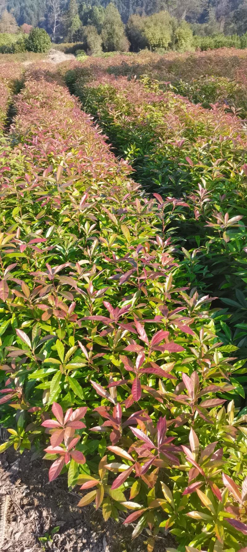 木荷小苗，防火林树，江西木荷造林苗，一级苗，自产自销