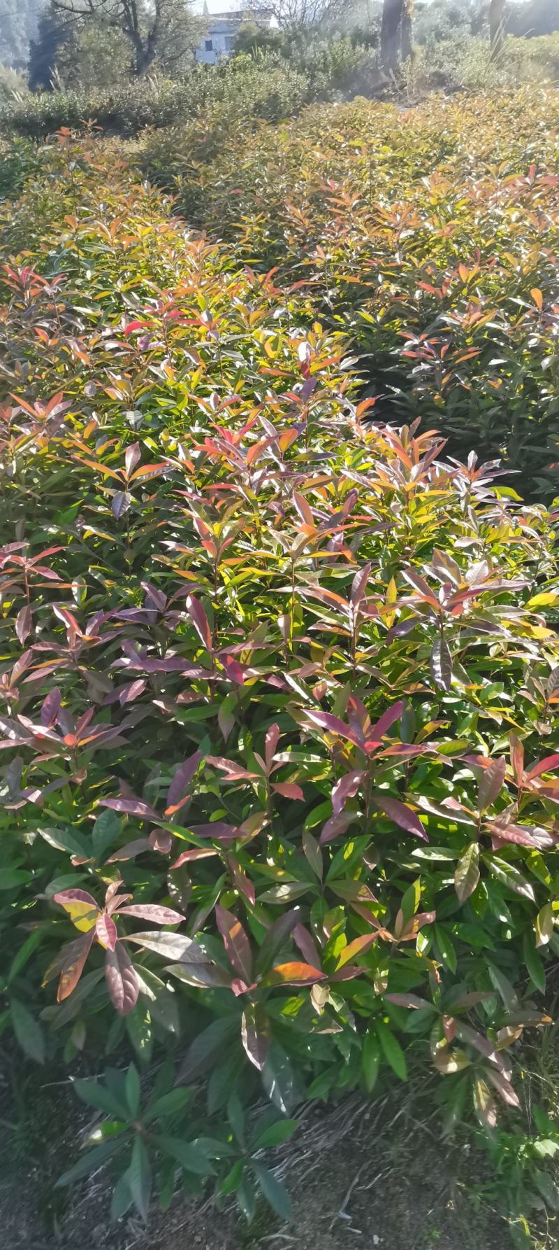 木荷小苗，防火林树，江西木荷造林苗，一级苗，自产自销