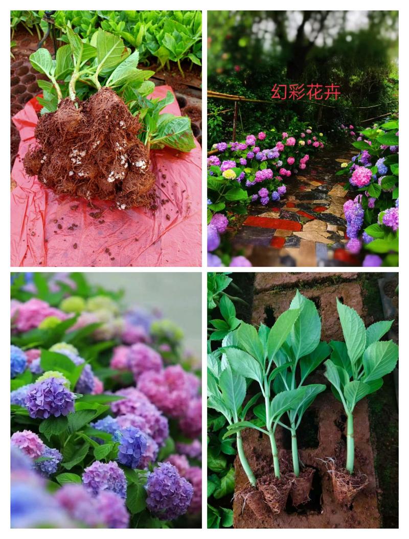 八仙花种苗昆明呈贡区斗南基地直销常年供应量大从优欢迎选