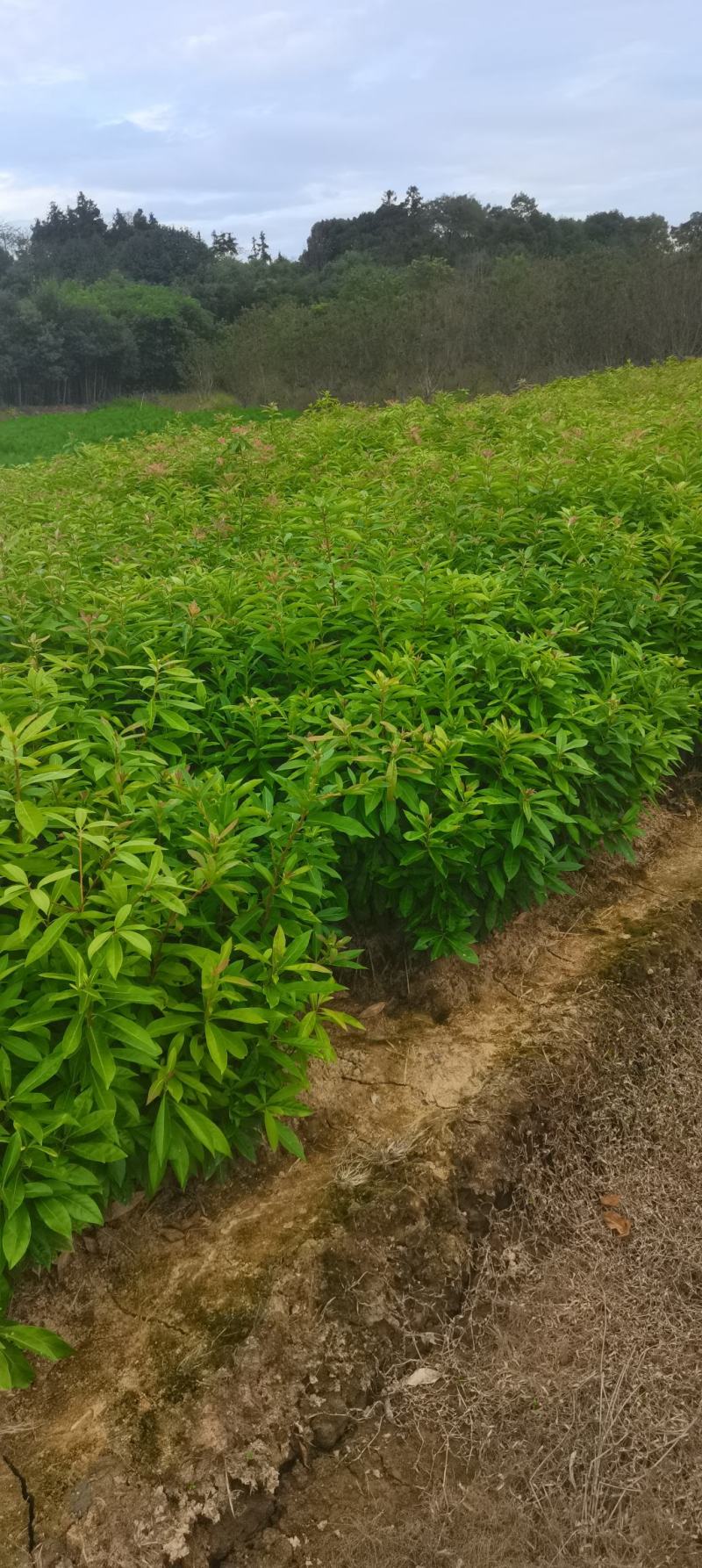 木荷小苗，防火林树，江西木荷造林苗，一级苗，自产自销