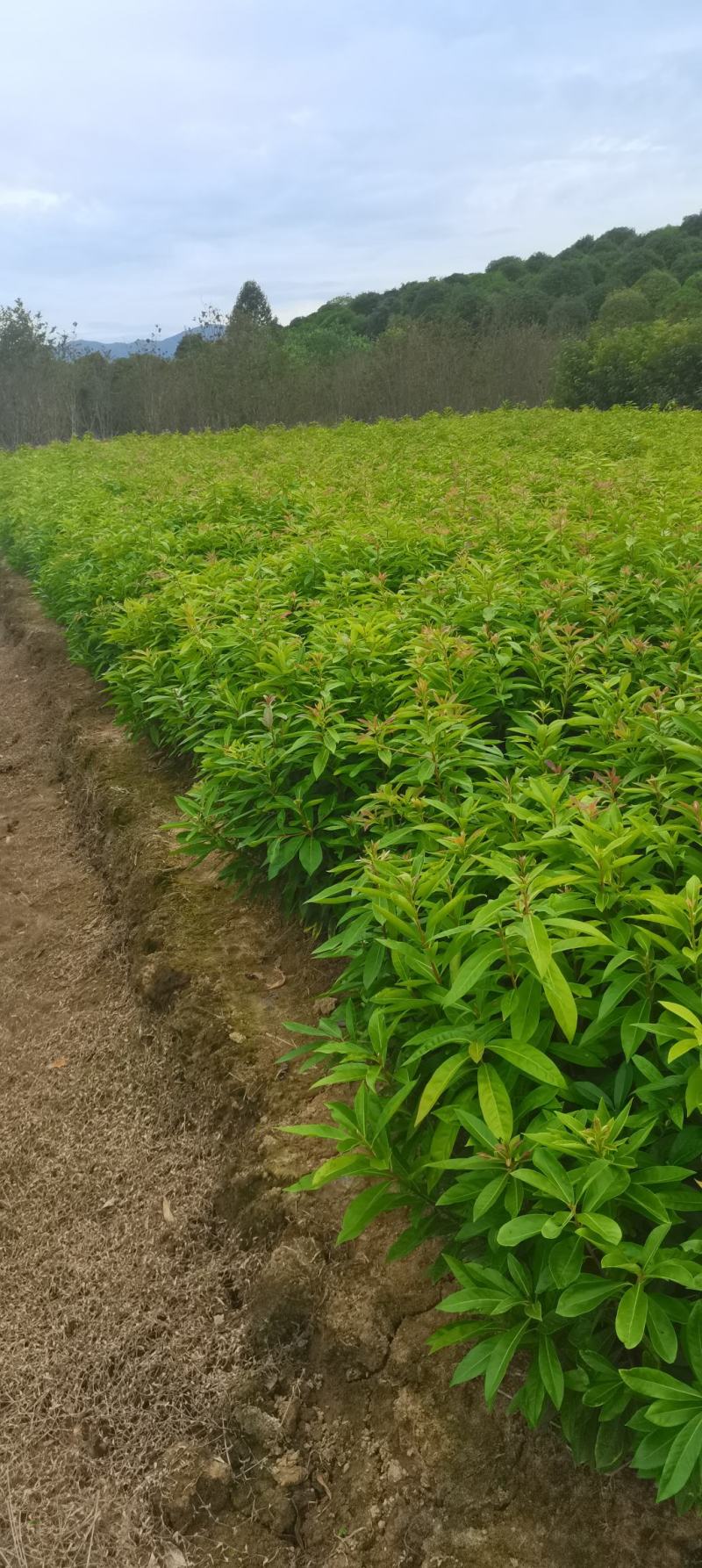 木荷小苗，防火林树，江西木荷造林苗，一级苗，自产自销