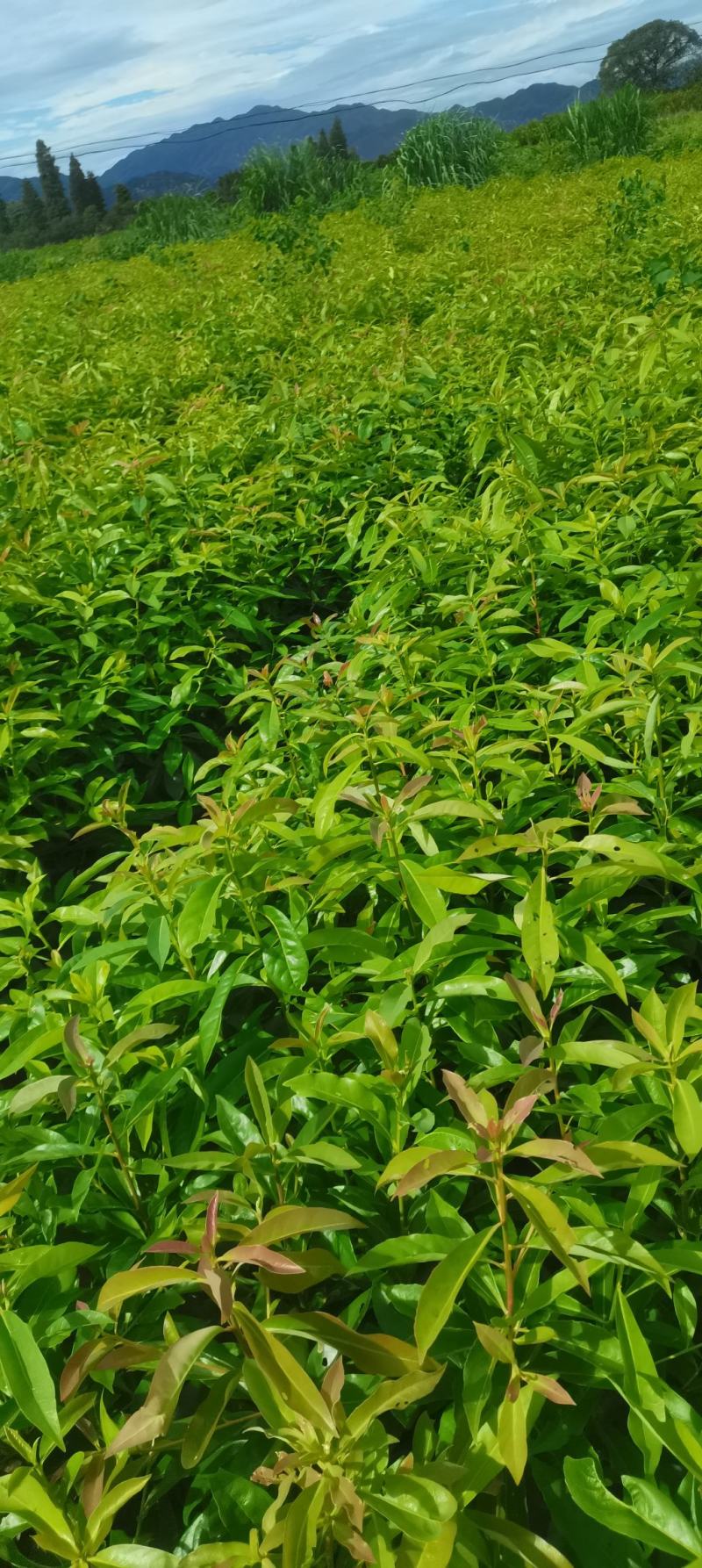 木荷小苗，防火林树，江西木荷造林苗，一级苗，自产自销