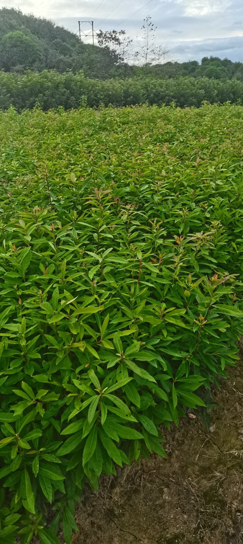 木荷小苗，防火林树，江西木荷造林苗，一级苗，自产自销