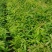 木荷小苗，防火林树，江西木荷造林苗，一级苗，自产自销