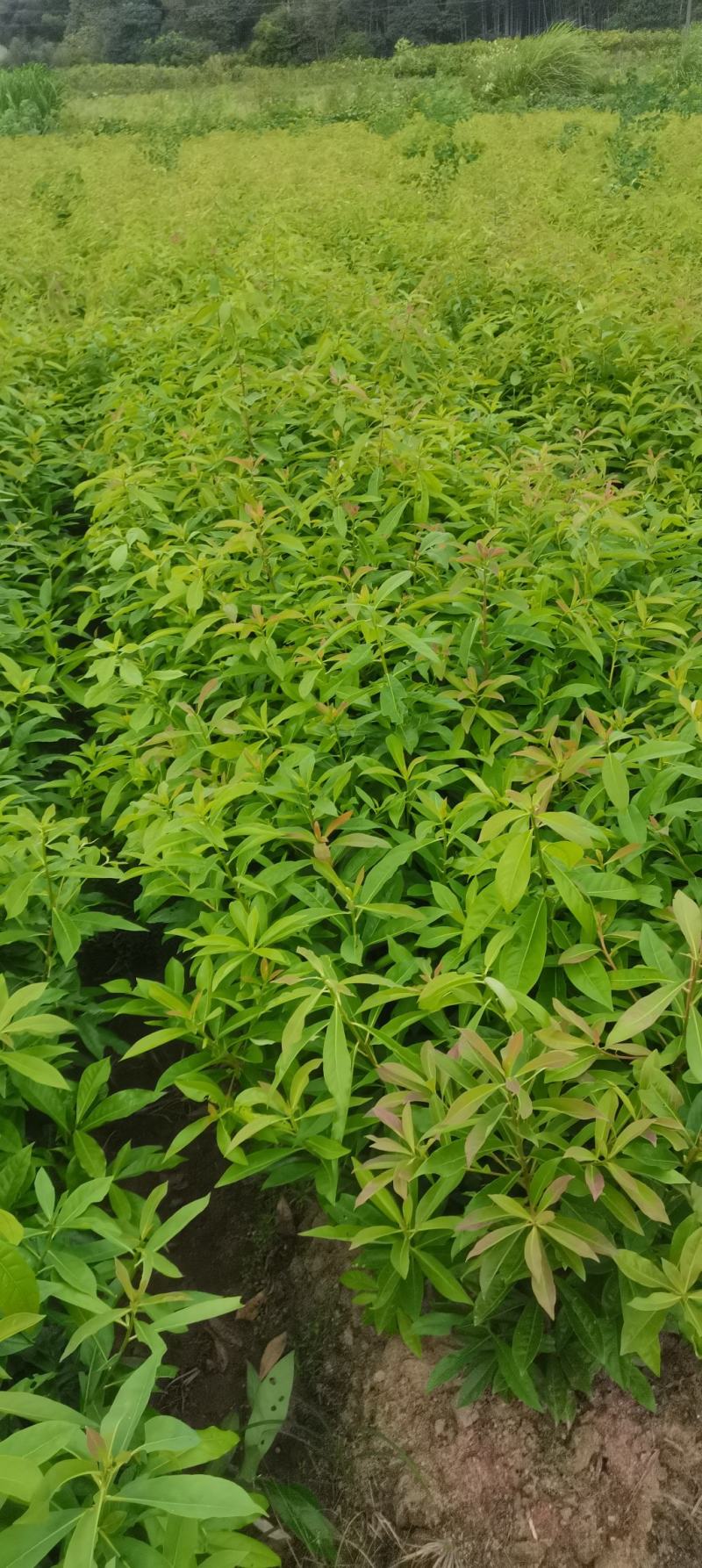 木荷小苗，防火林树，江西木荷造林苗，一级苗，自产自销