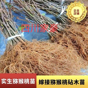 猕猴桃苗实生苗0.6~0.8cm30cm以下