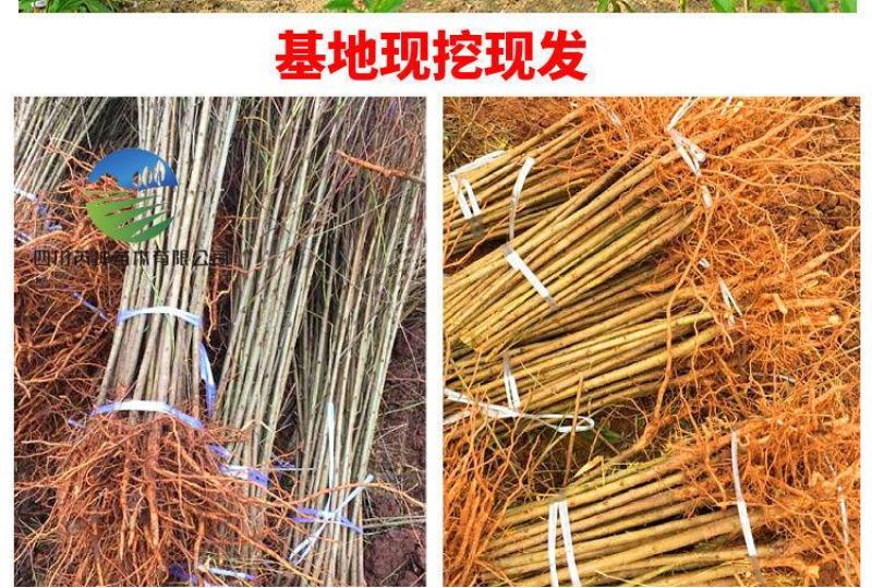 实生毛桃苗，基地直发货源充足。