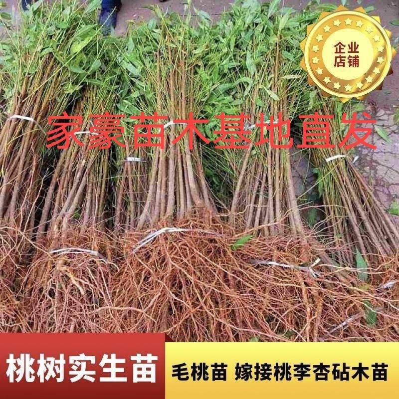 实生毛桃苗，基地直发货源充足。
