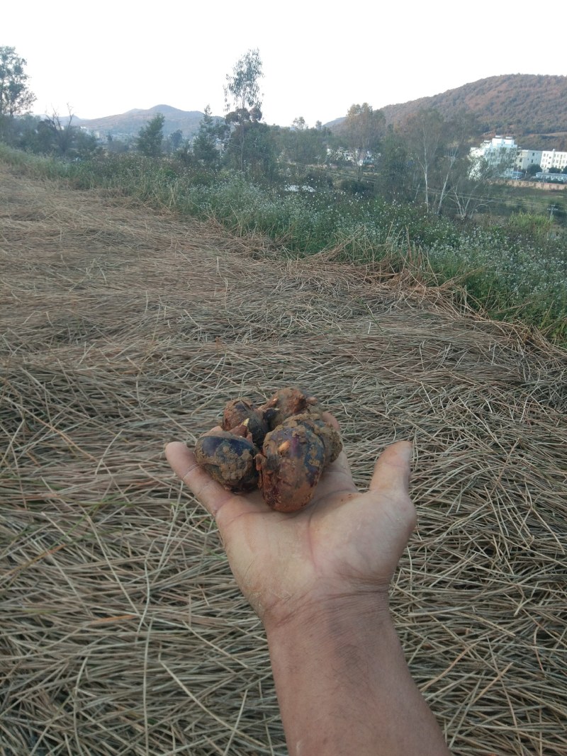 秉烈马蹄后天开挖！中色土