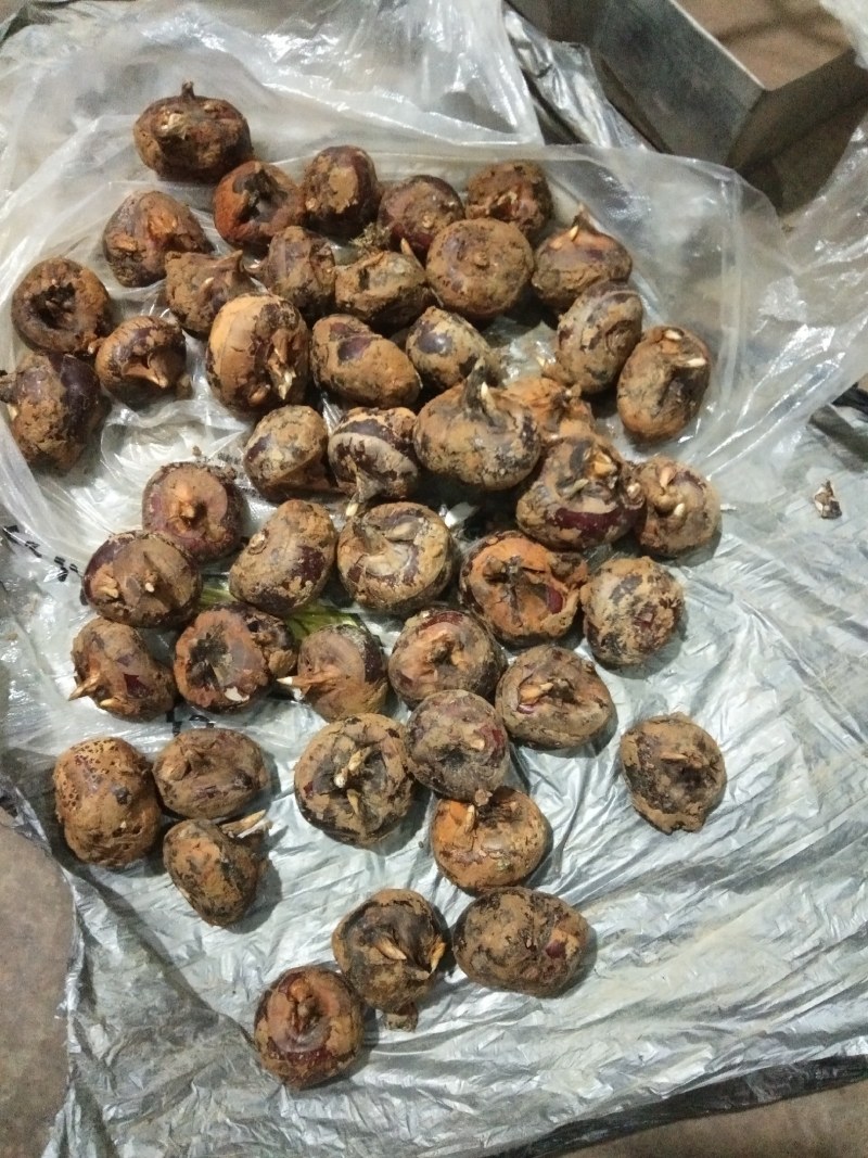 秉烈马蹄后天开挖！中色土