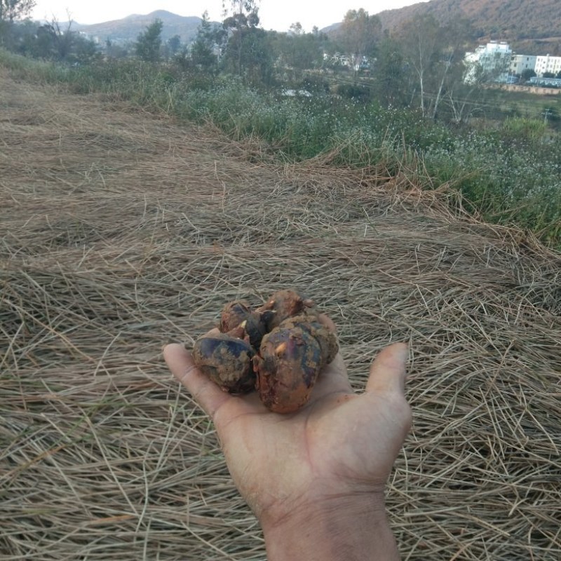 秉烈马蹄后天开挖！中色土