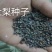 好杜梨种子，保出芽率的种子，经过发芽实验的好杜梨种子！