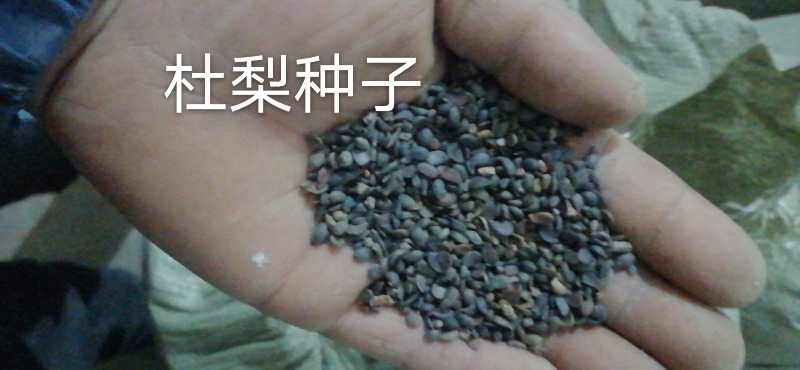 好杜梨种子，保出芽率的种子，经过发芽实验的好杜梨种子！
