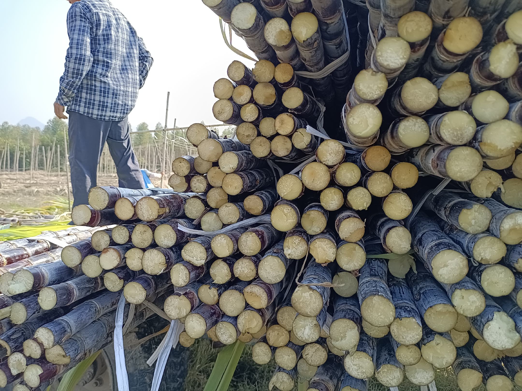 广西甘蔗加工厂生产线