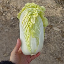 亳州白菜