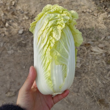 亳州白菜