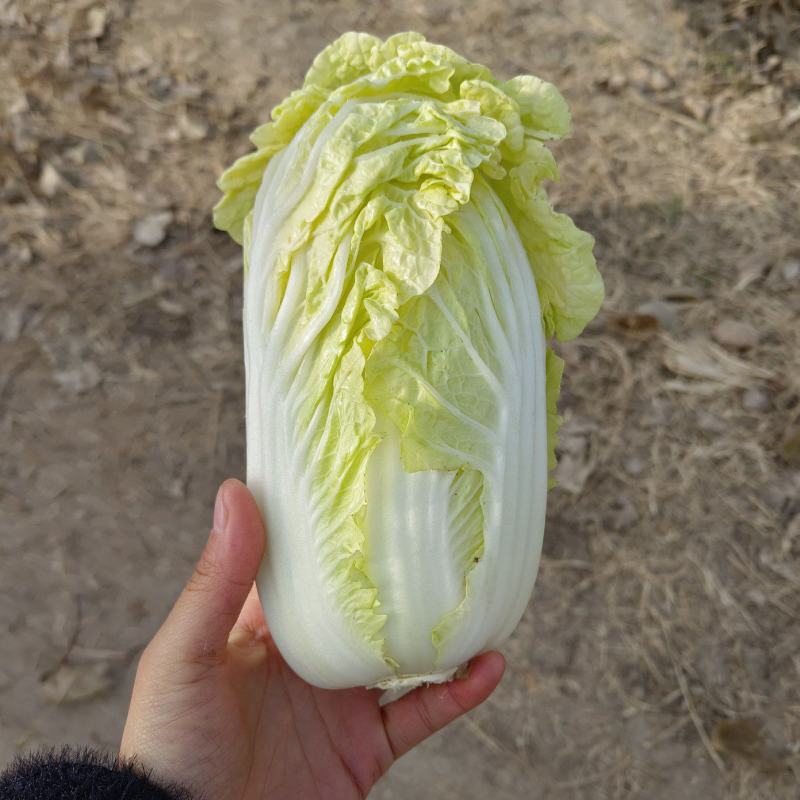 亳州白菜