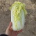 亳州白菜