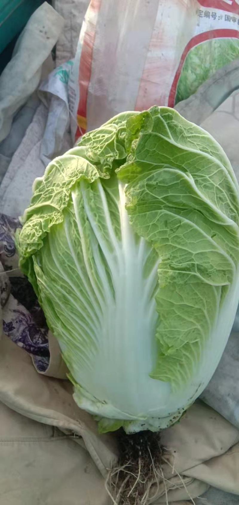 亳州白菜