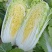 亳州白菜