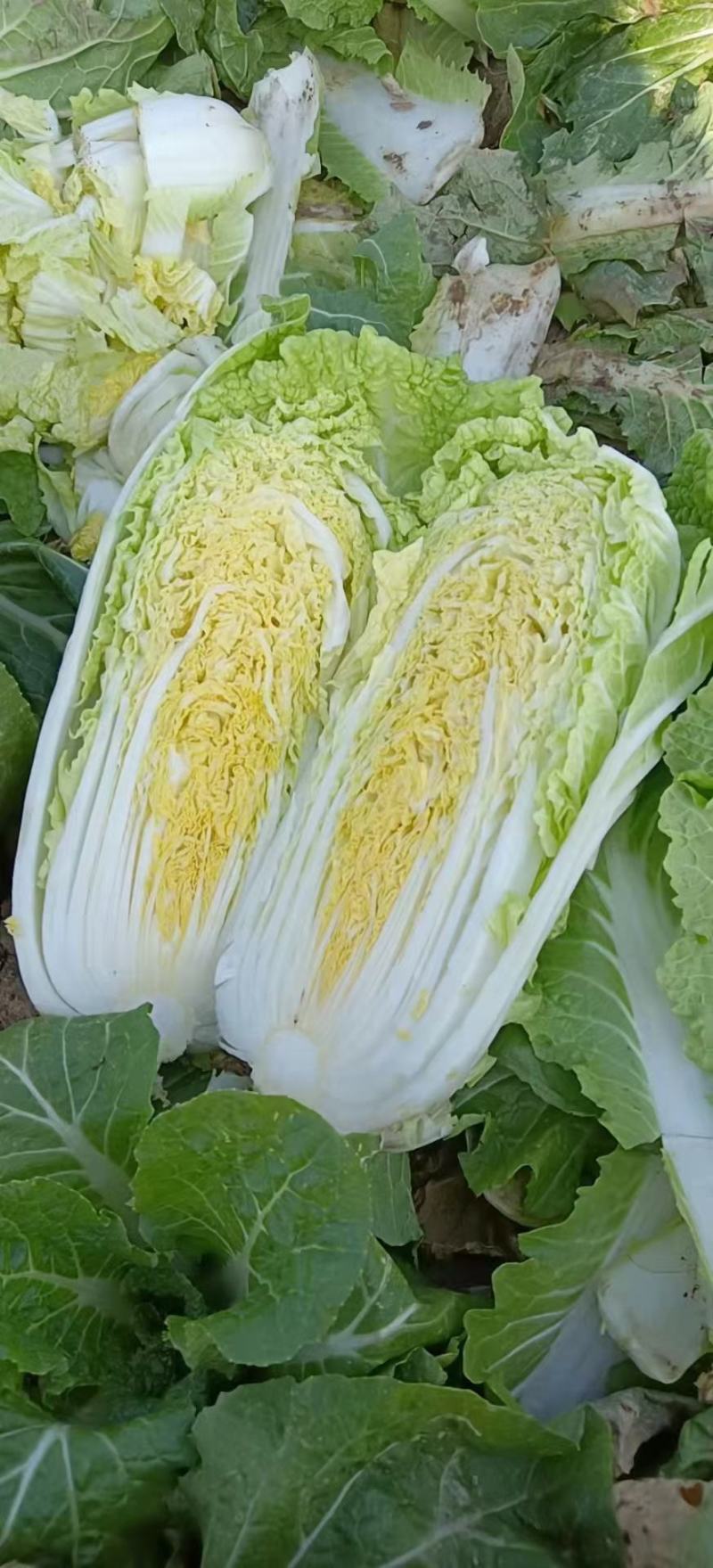 亳州白菜